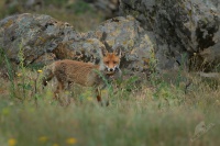 Liska obecna - Vulpes vulpes - Red Fox 7463